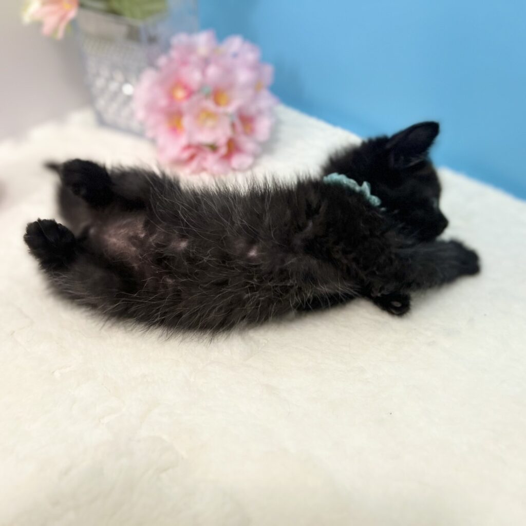 スコティッシュフォールド R7.3月9日生まれ 男の子
