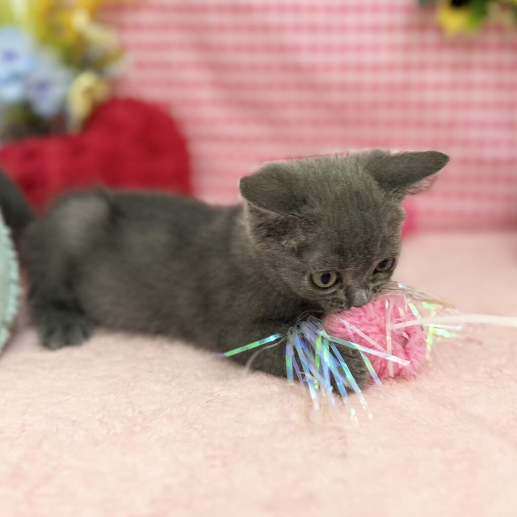 ブリティッシュショートヘア R7.4月10日生まれ 男の子