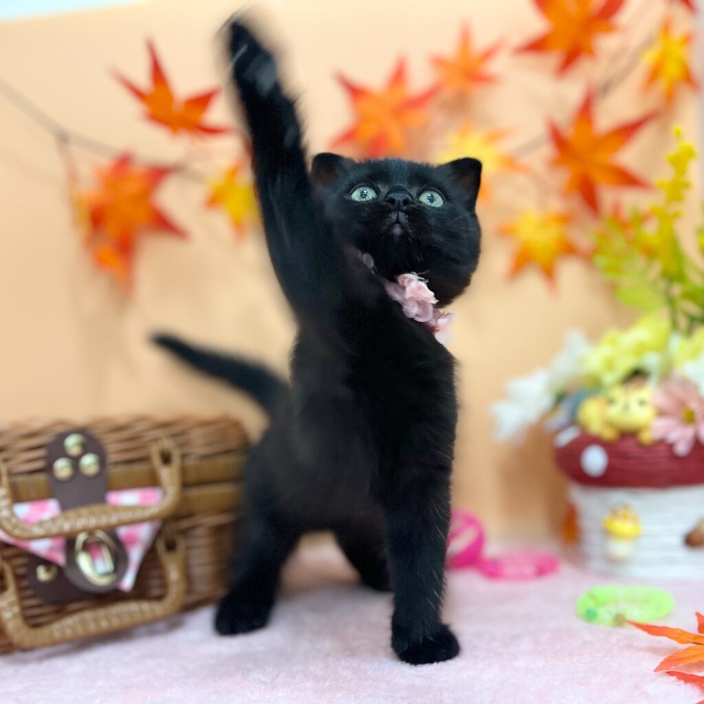 スコティッシュフォールド R7.7月23日生まれ 女の子