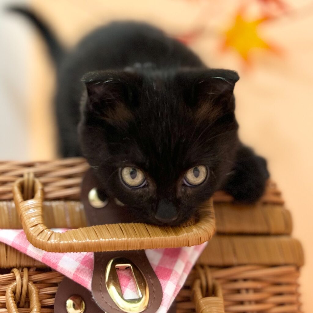 スコティッシュフォールド R7.7月23日生まれ 女の子