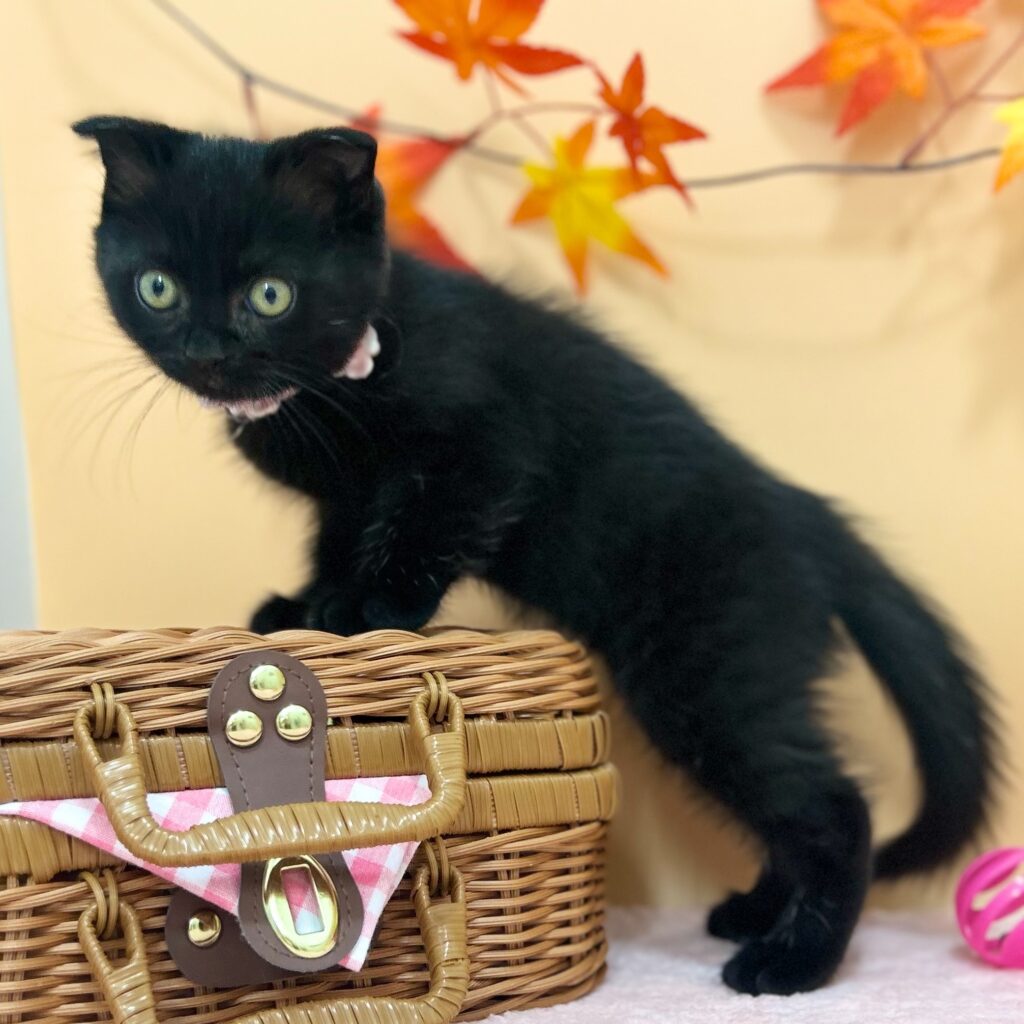 スコティッシュフォールド R7.7月23日生まれ 女の子