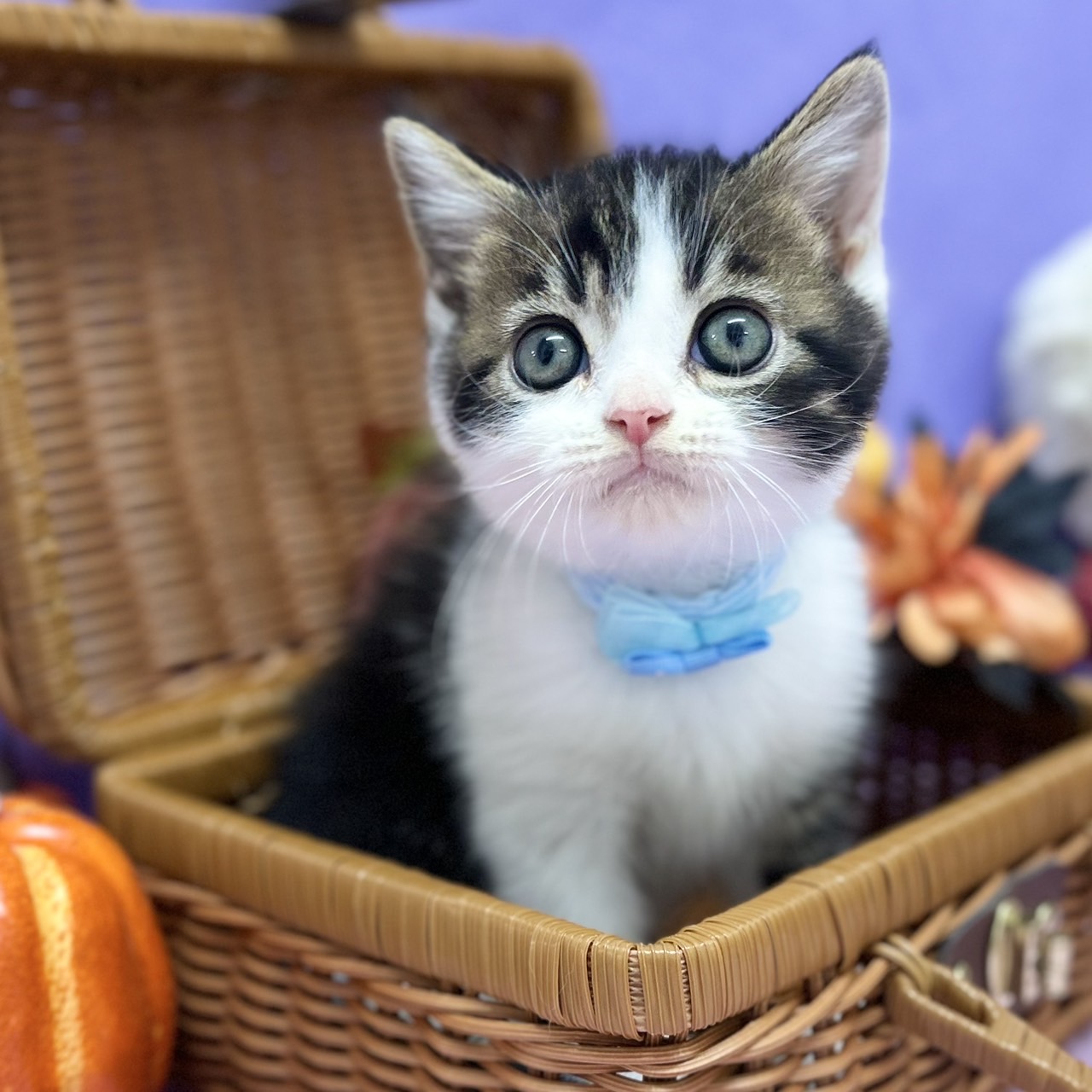 スコティッシュフォールド R7.8月23日生まれ 男の子