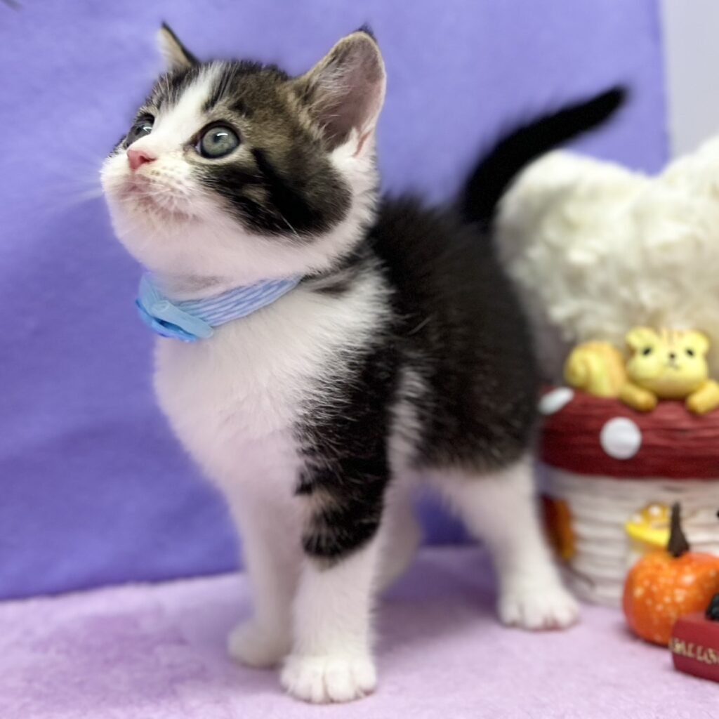 スコティッシュフォールド R7.8月23日生まれ 男の子