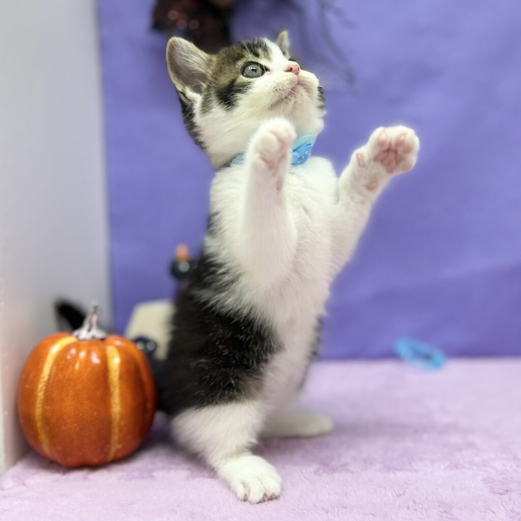 スコティッシュフォールド R7.8月23日生まれ 男の子