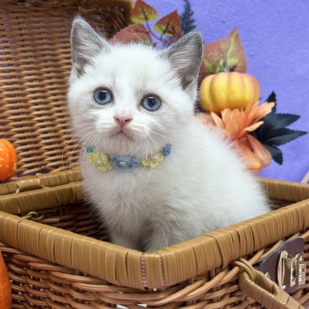 スコティッシュフォールド R7.8月23日生まれ 男の子