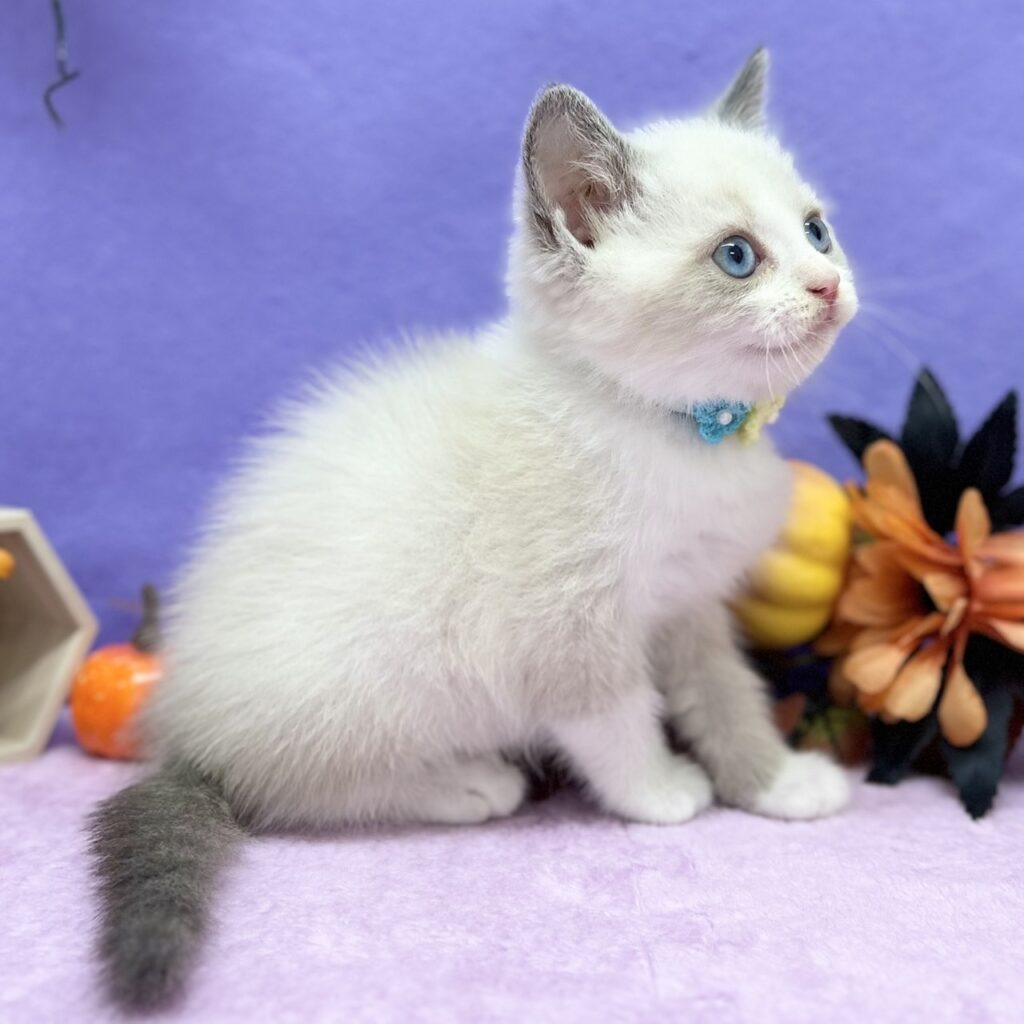 スコティッシュフォールド R7.8月23日生まれ 男の子