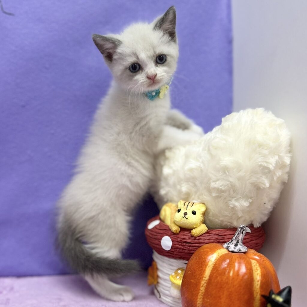 スコティッシュフォールド R7.8月23日生まれ 男の子