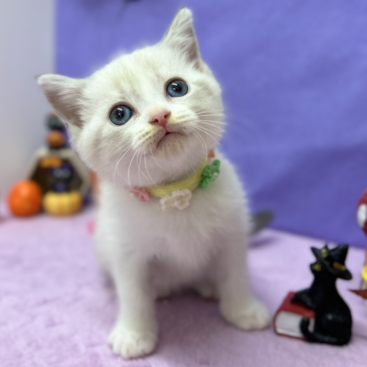 ご家族様決まりました🎉