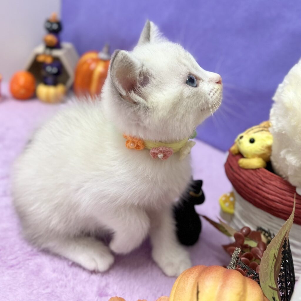 スコティッシュフォールド R7.8月23日生まれ 女の子