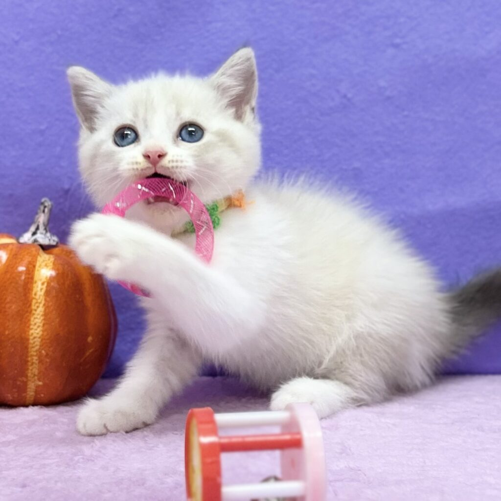 スコティッシュフォールド R7.8月23日生まれ 女の子