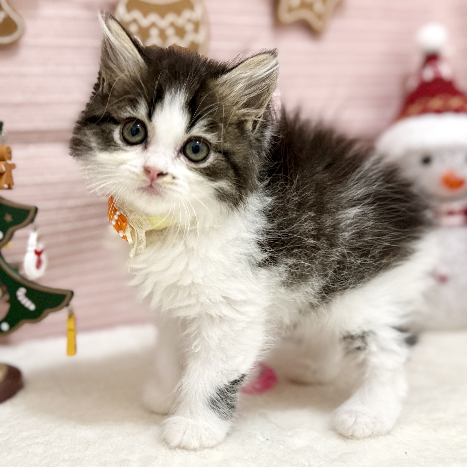 スコティッシュフォールド R7.9月8日生まれ 女の子