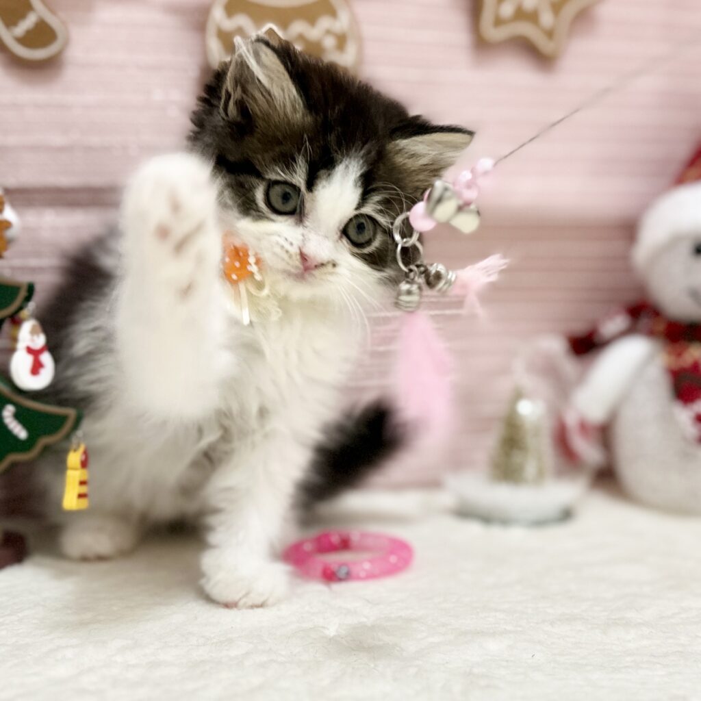 スコティッシュフォールド R7.9月8日生まれ 女の子