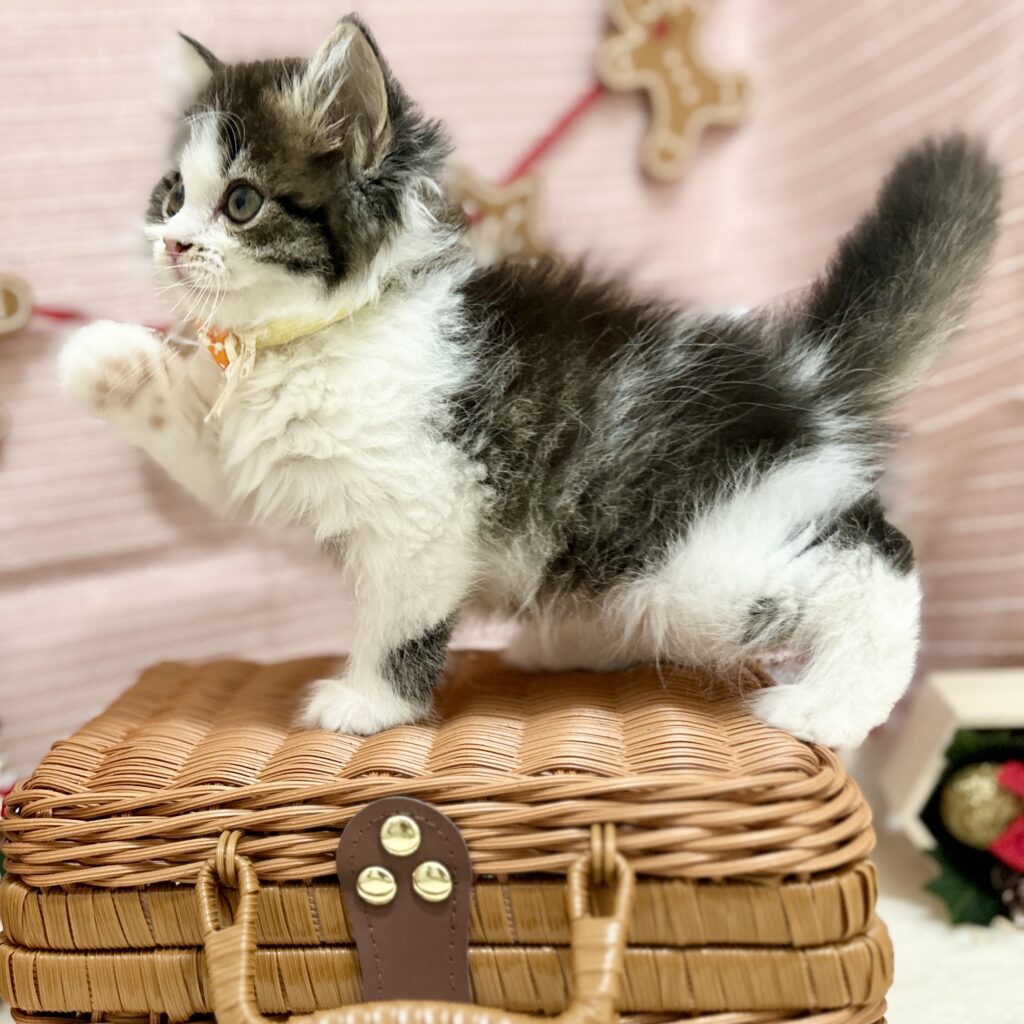 スコティッシュフォールド R7.9月8日生まれ 女の子