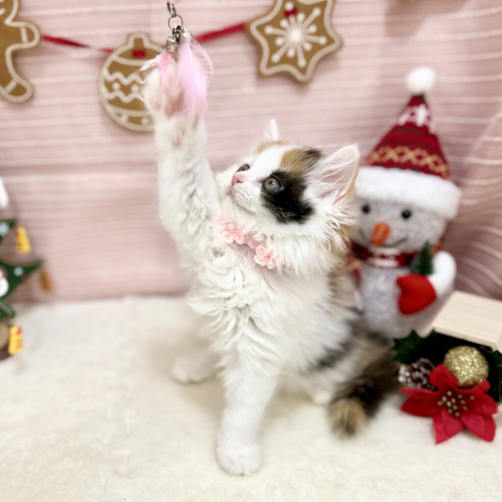 スコティッシュフォールド R7.9月8日生まれ 女の子