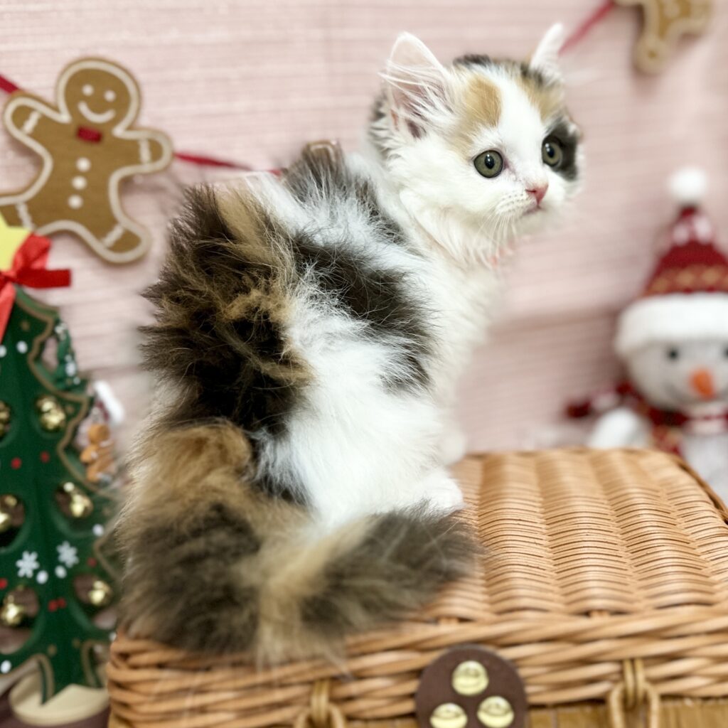 スコティッシュフォールド R7.9月8日生まれ 女の子