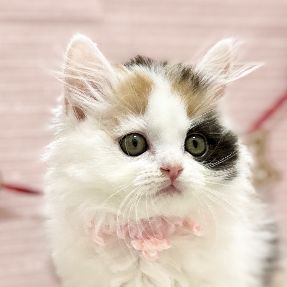 スコティッシュフォールド R7.9月8日生まれ 女の子