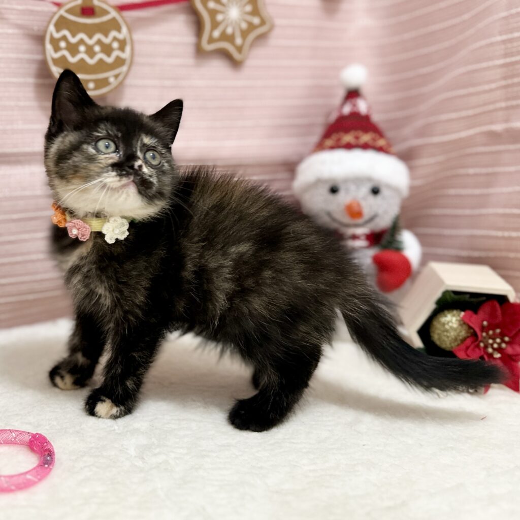 スコティッシュフォールド R7.9月8日生まれ 女の子