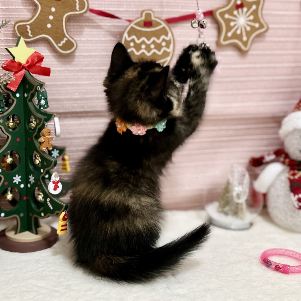 スコティッシュフォールド R7.9月8日生まれ 女の子