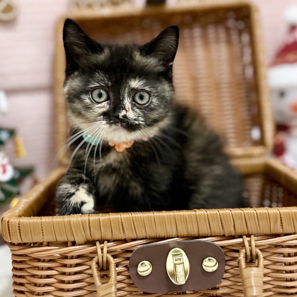 スコティッシュフォールド R7.9月8日生まれ 女の子