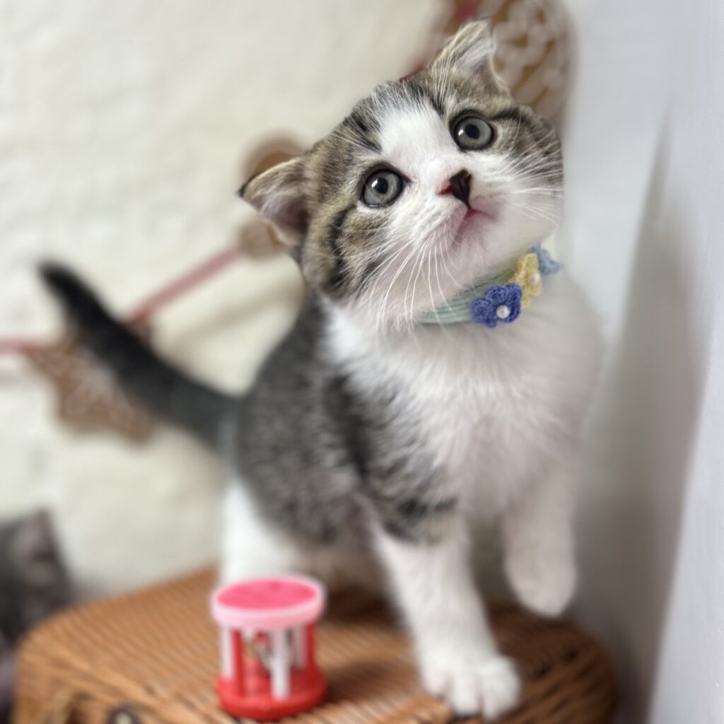 スコティッシュフォールド R7.9月22日生まれ 男の子