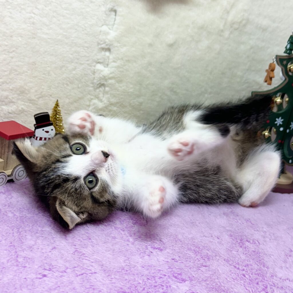 スコティッシュフォールド R7.9月22日生まれ 男の子