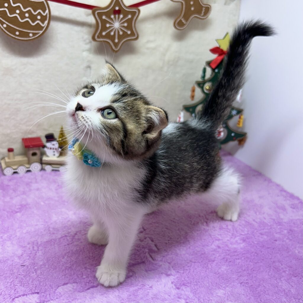 スコティッシュフォールド R7.9月22日生まれ 男の子