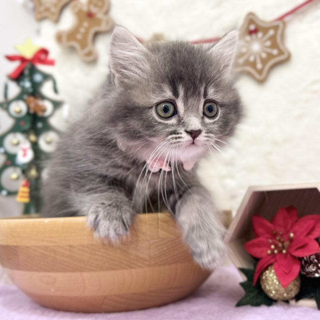 スコティッシュフォールド R7.9月22日生まれ 女の子