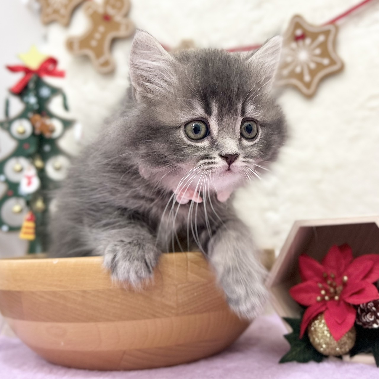 ご家族様決まりました🎉