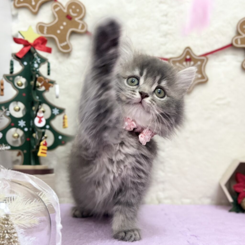 スコティッシュフォールド R7.9月22日生まれ 女の子