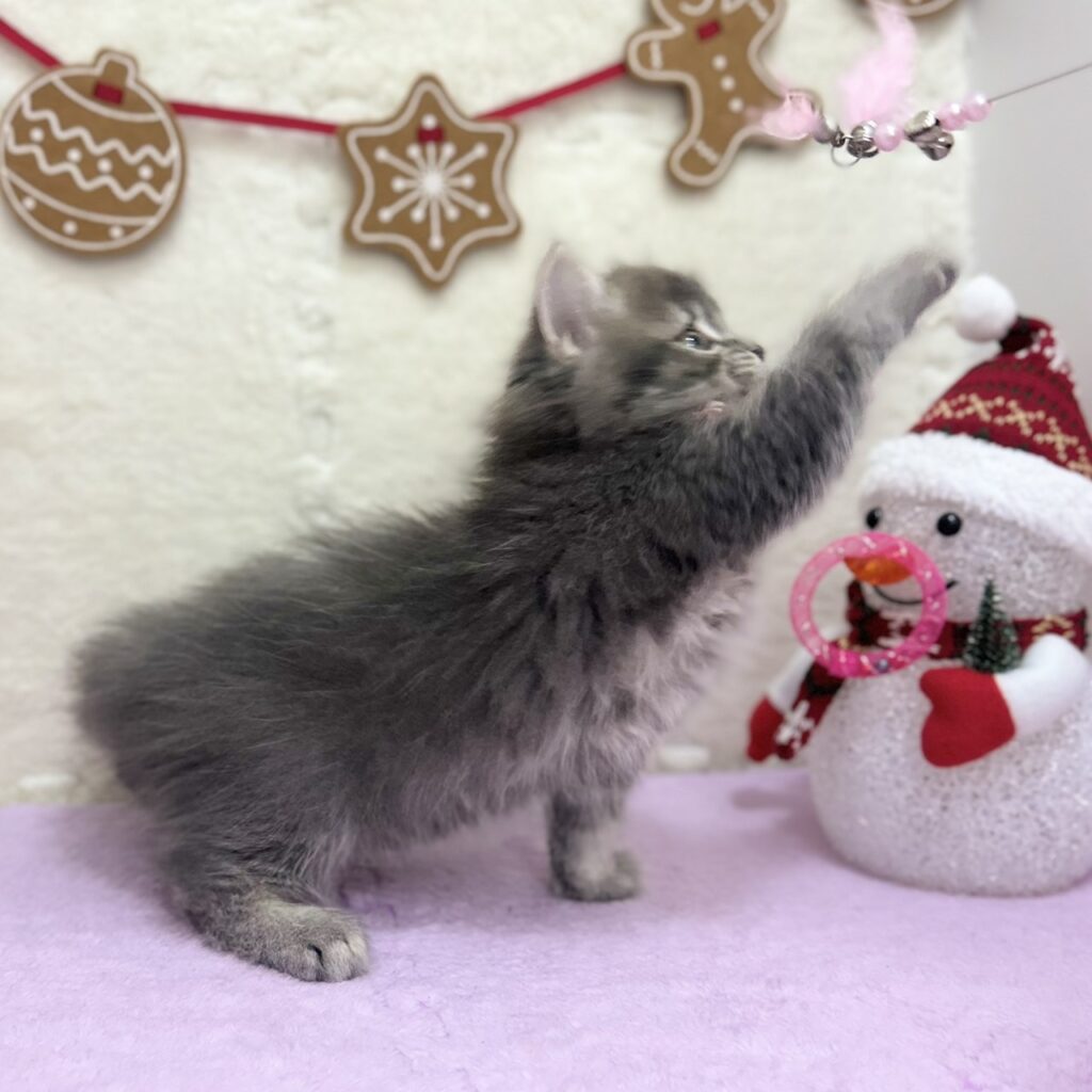 スコティッシュフォールド R7.9月22日生まれ 女の子