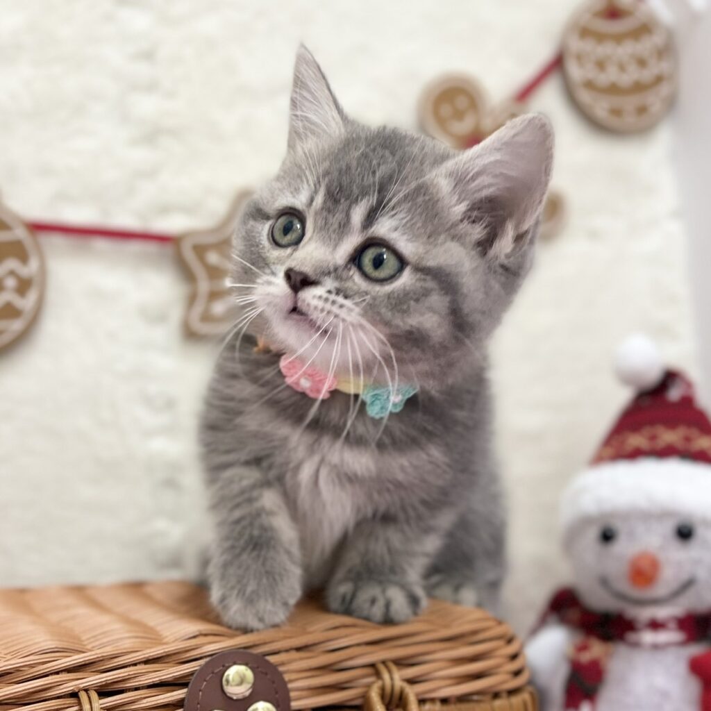 スコティッシュフォールド R7.9月22日生まれ 女の子