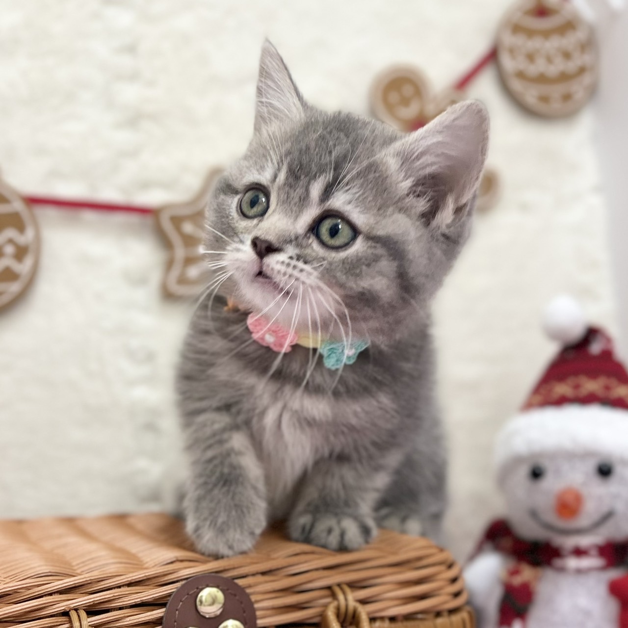 スコティッシュフォールド R7.9月22日生まれ 女の子