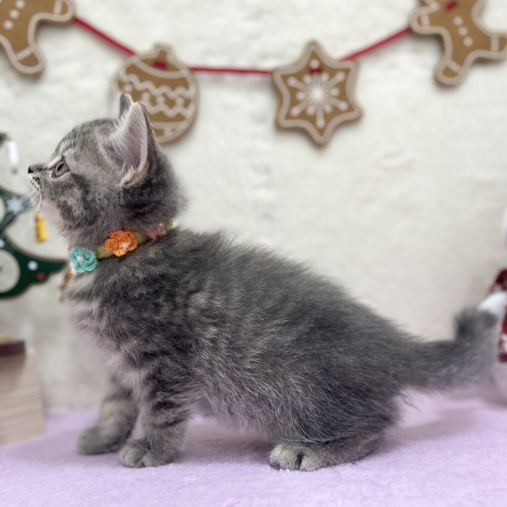 スコティッシュフォールド R7.9月22日生まれ 女の子