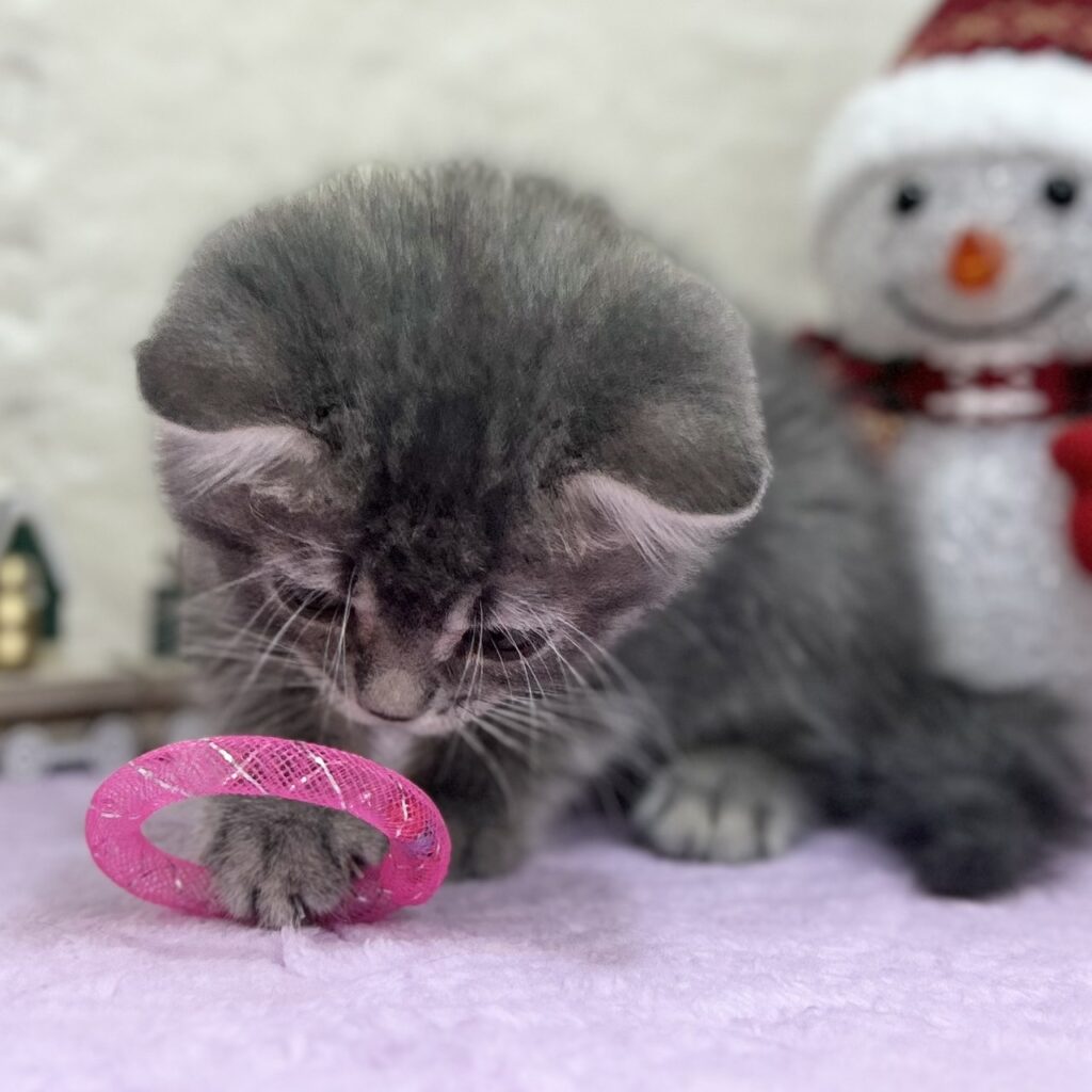 スコティッシュフォールド R7.9月22日生まれ 女の子