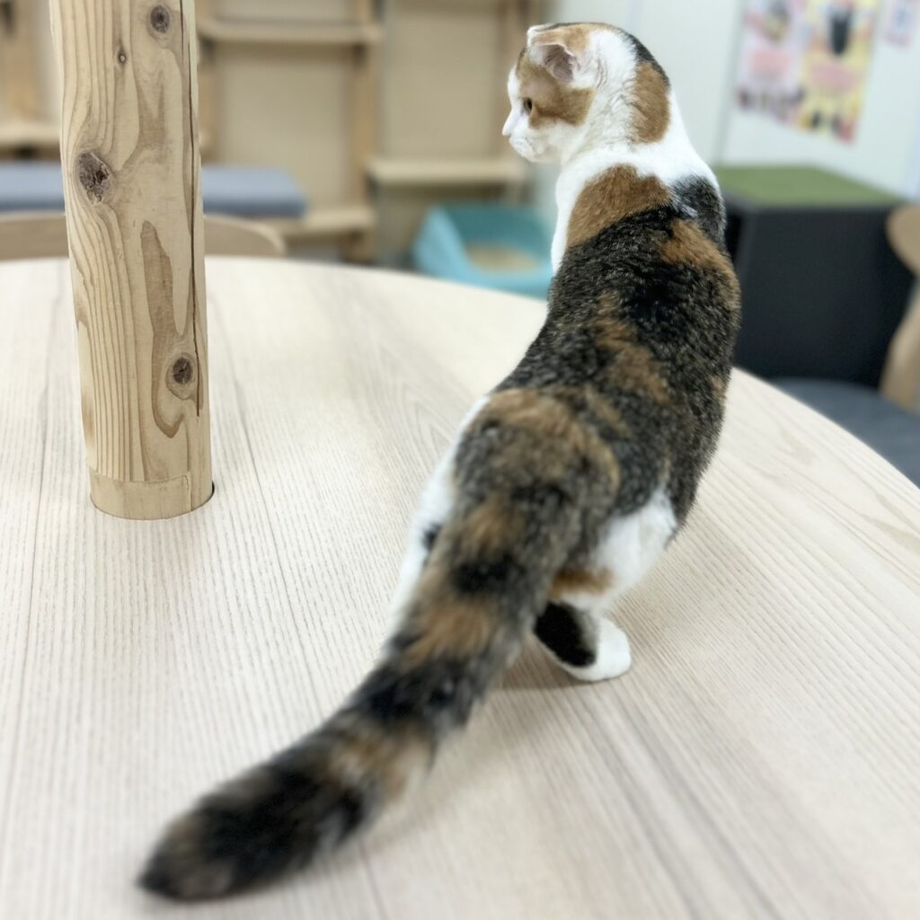 スコティッシュフォールド R7.7月4日生まれ 女の子