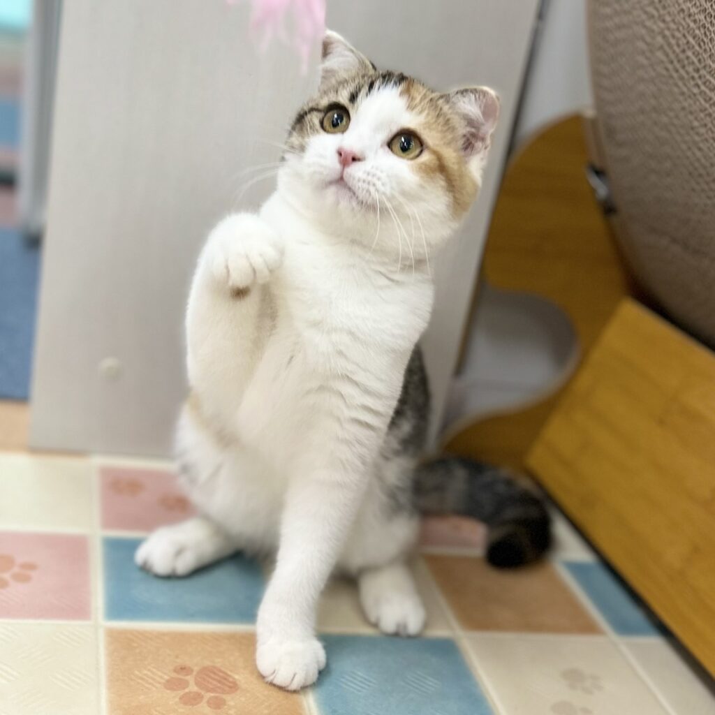 スコティッシュフォールド R7.7月4日生まれ 女の子