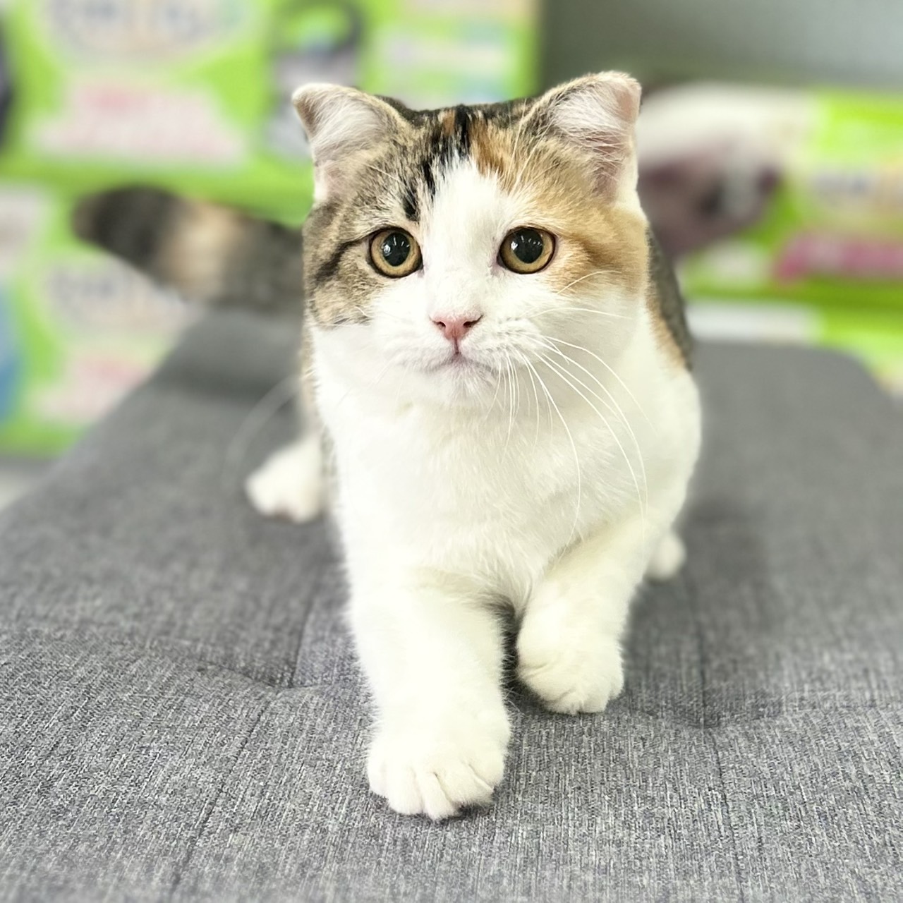 ご家族様決まりました🎉