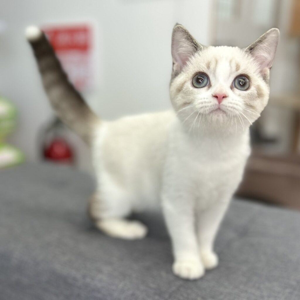 スコティッシュフォールド R7.8月23日生まれ 女の子