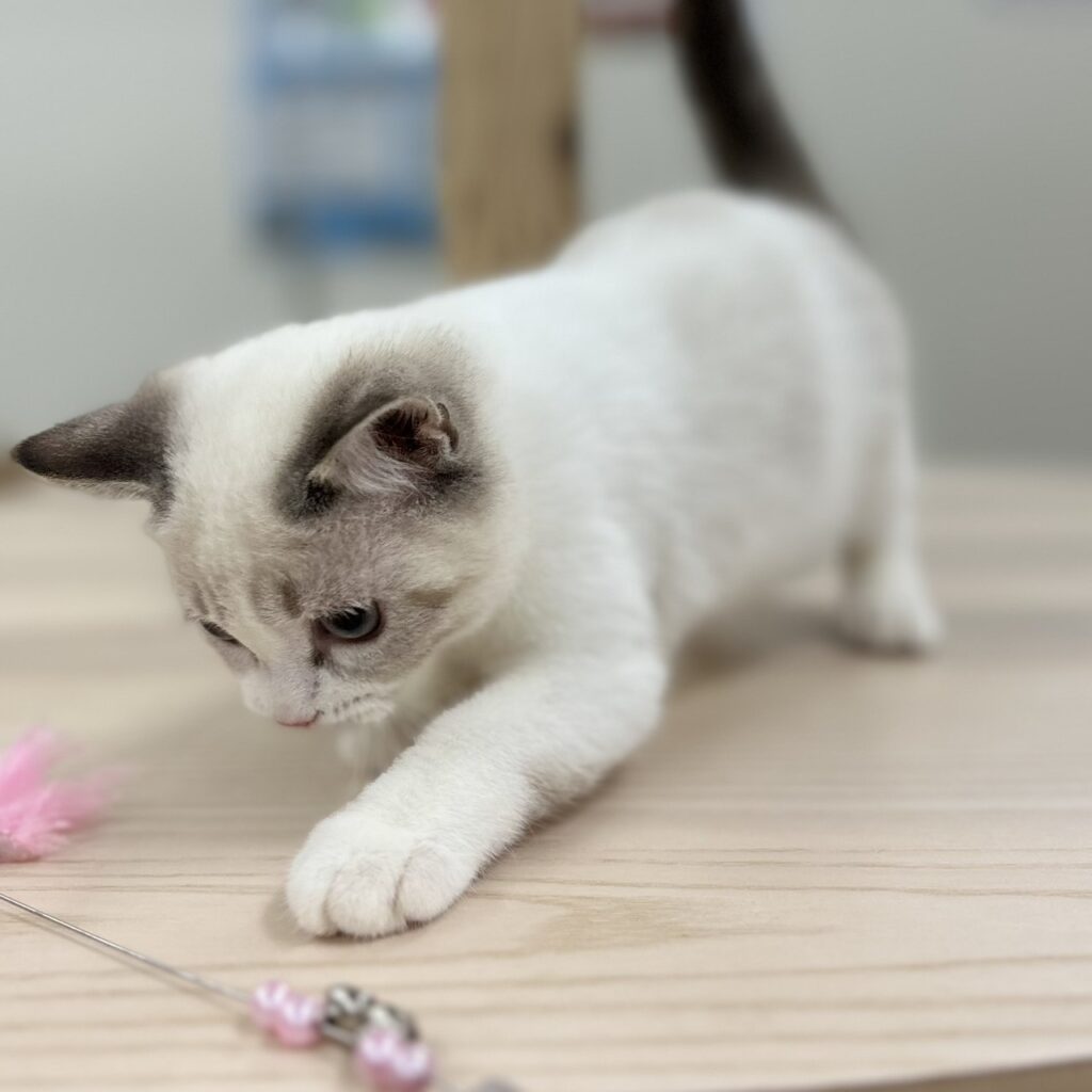 スコティッシュフォールド R7.8月23日生まれ 女の子