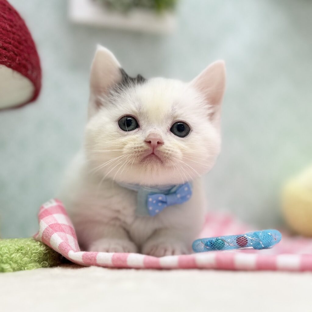 スコティッシュフォールド R7.11月10日生まれ 男の子