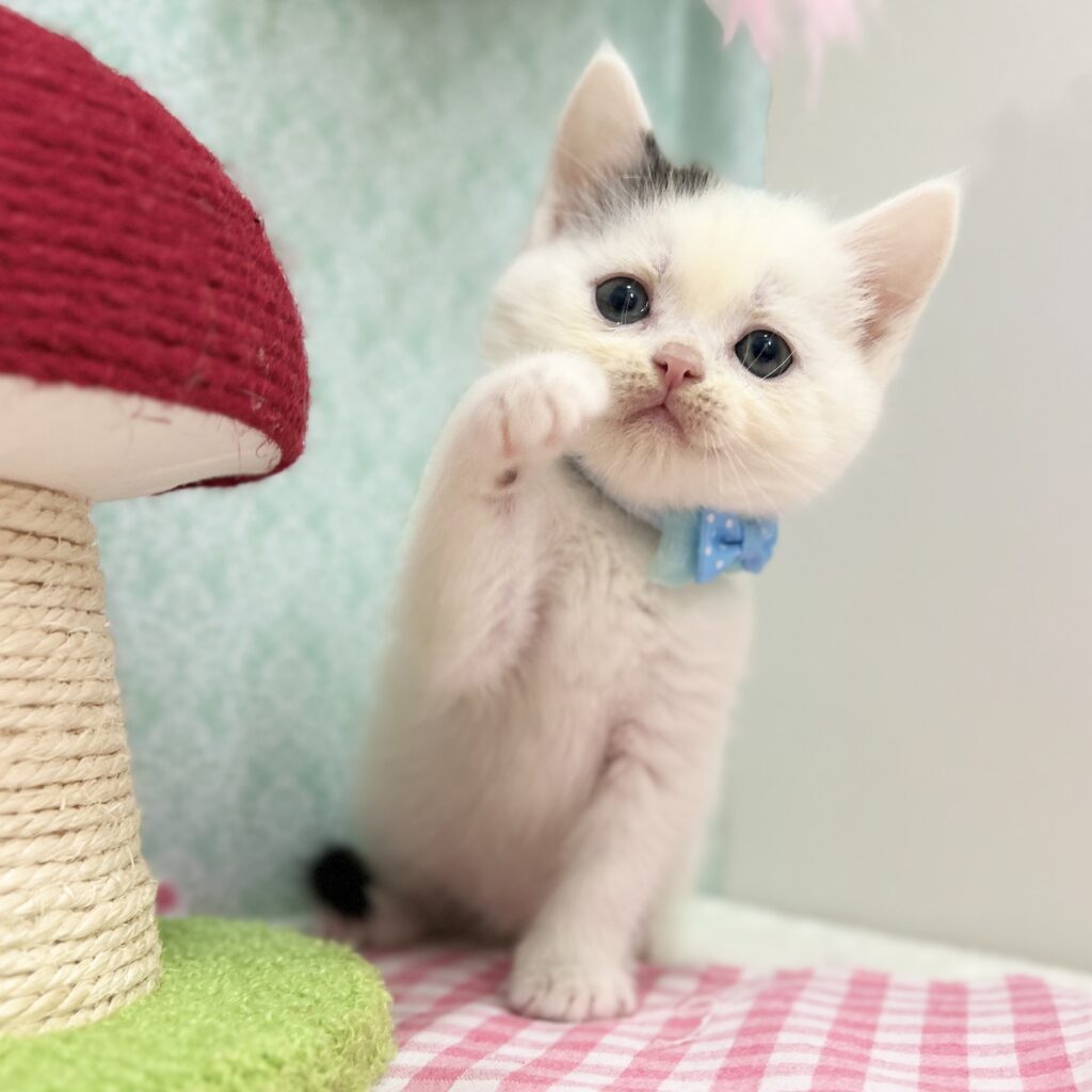 スコティッシュフォールド R7.11月10日生まれ 男の子