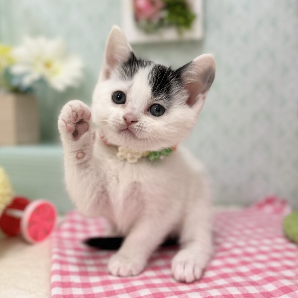 スコティッシュフォールド R7.11月10日生まれ 女の子