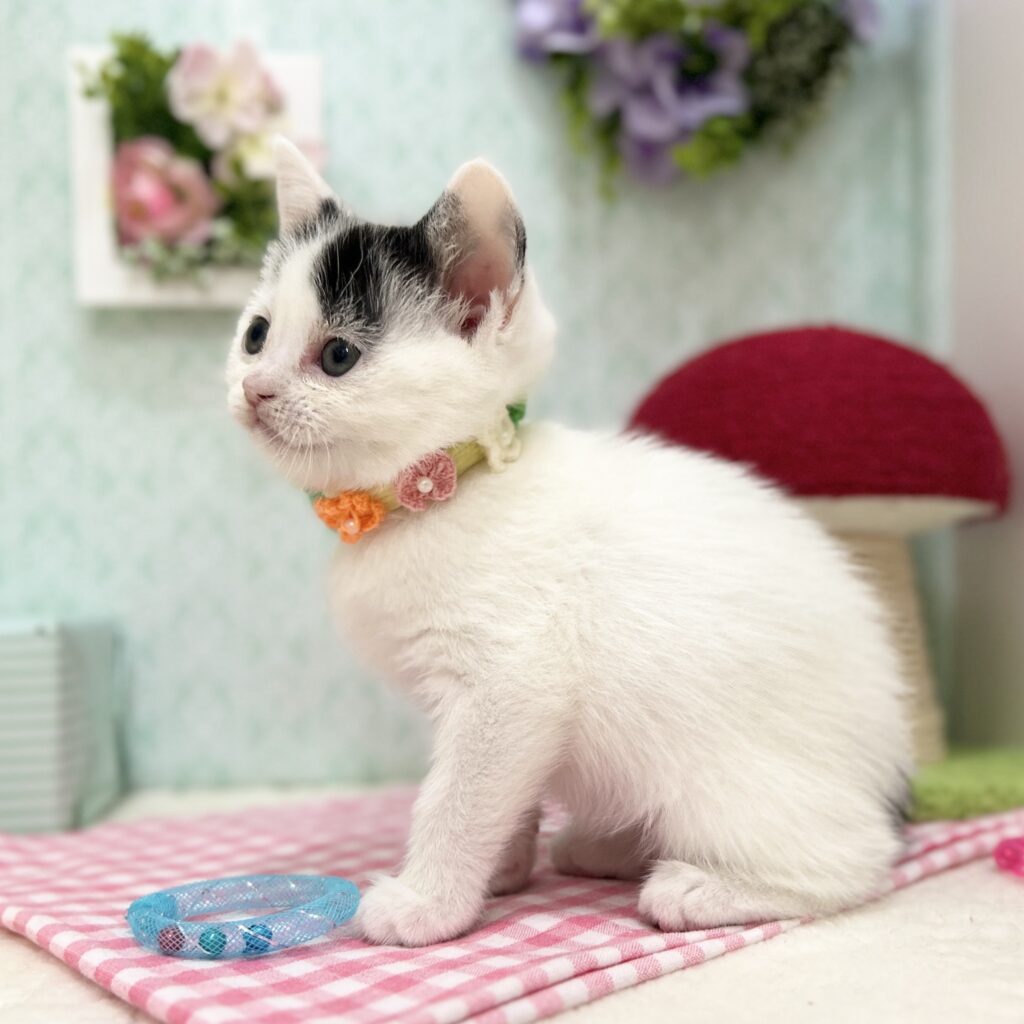 スコティッシュフォールド R7.11月10日生まれ 女の子