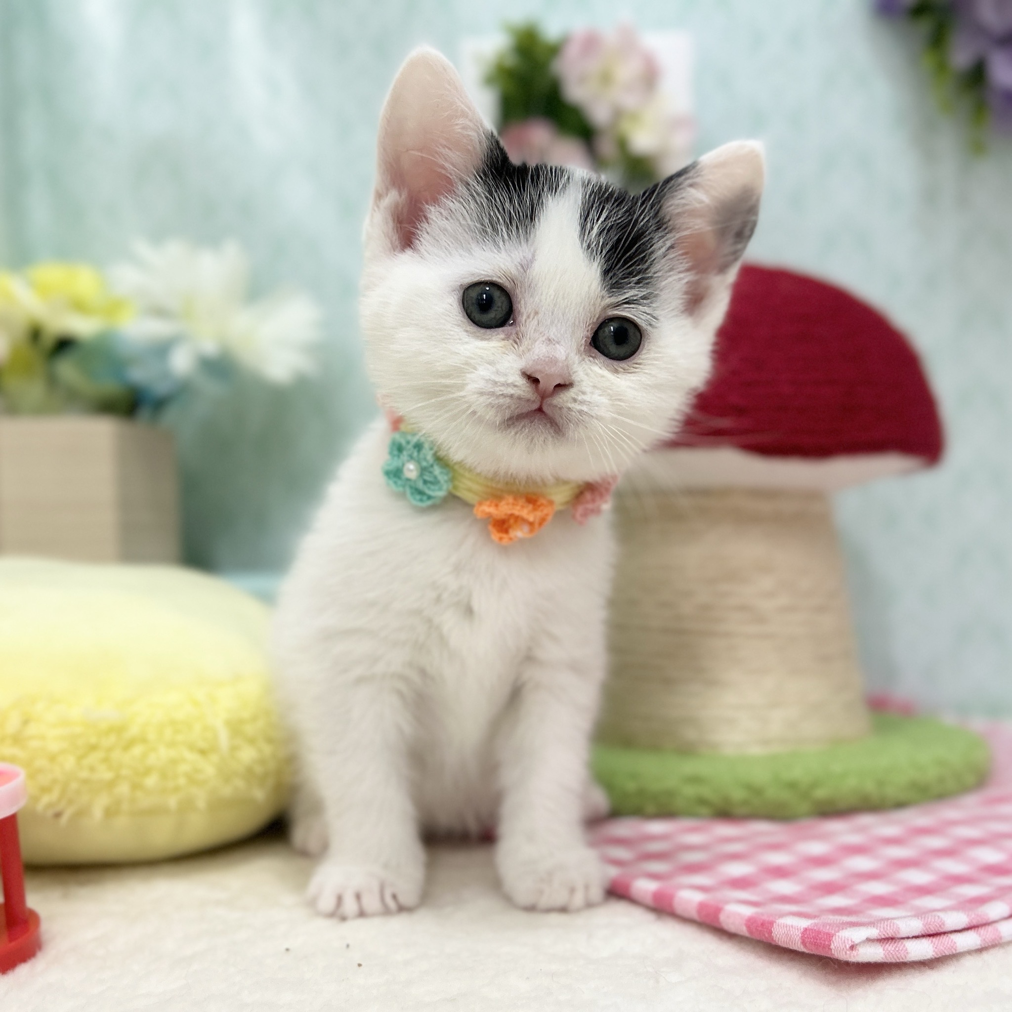 スコティッシュフォールド R7.11月10日生まれ 女の子