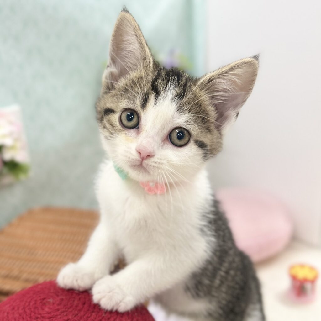 スコティッシュフォールド R7.11月10日生まれ 女の子