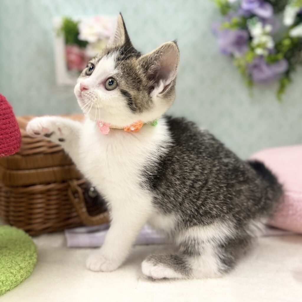 スコティッシュフォールド R7.11月10日生まれ 女の子