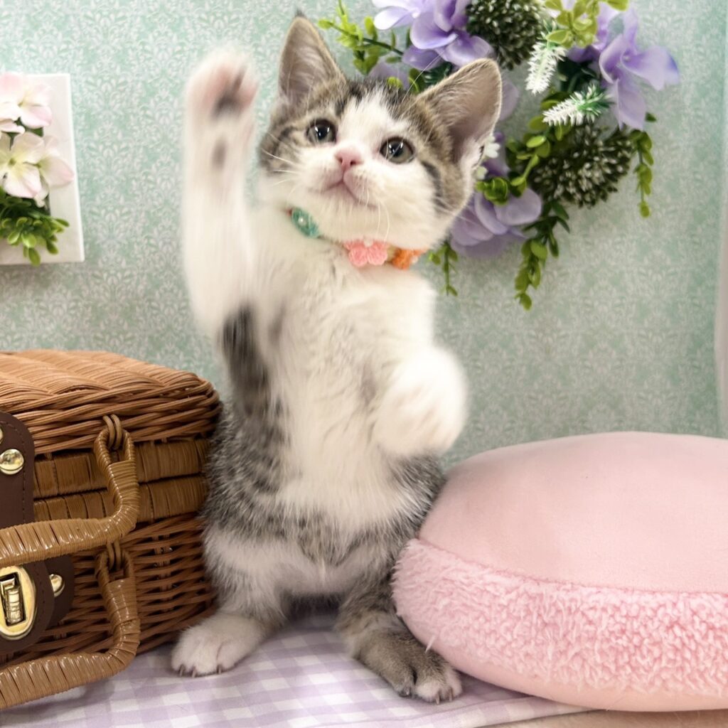 スコティッシュフォールド R7.11月10日生まれ 女の子