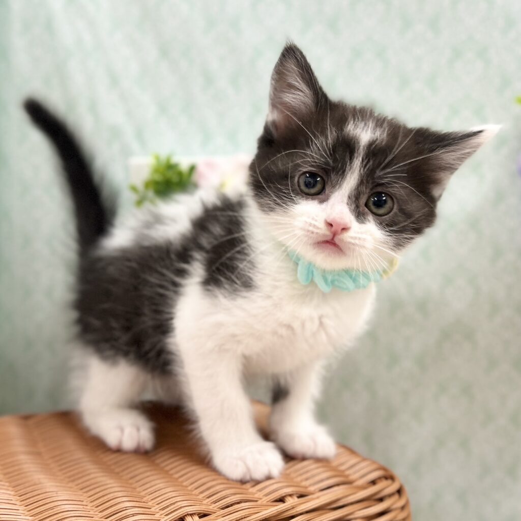 スコティッシュフォールド R7.11月10日生まれ 男の子