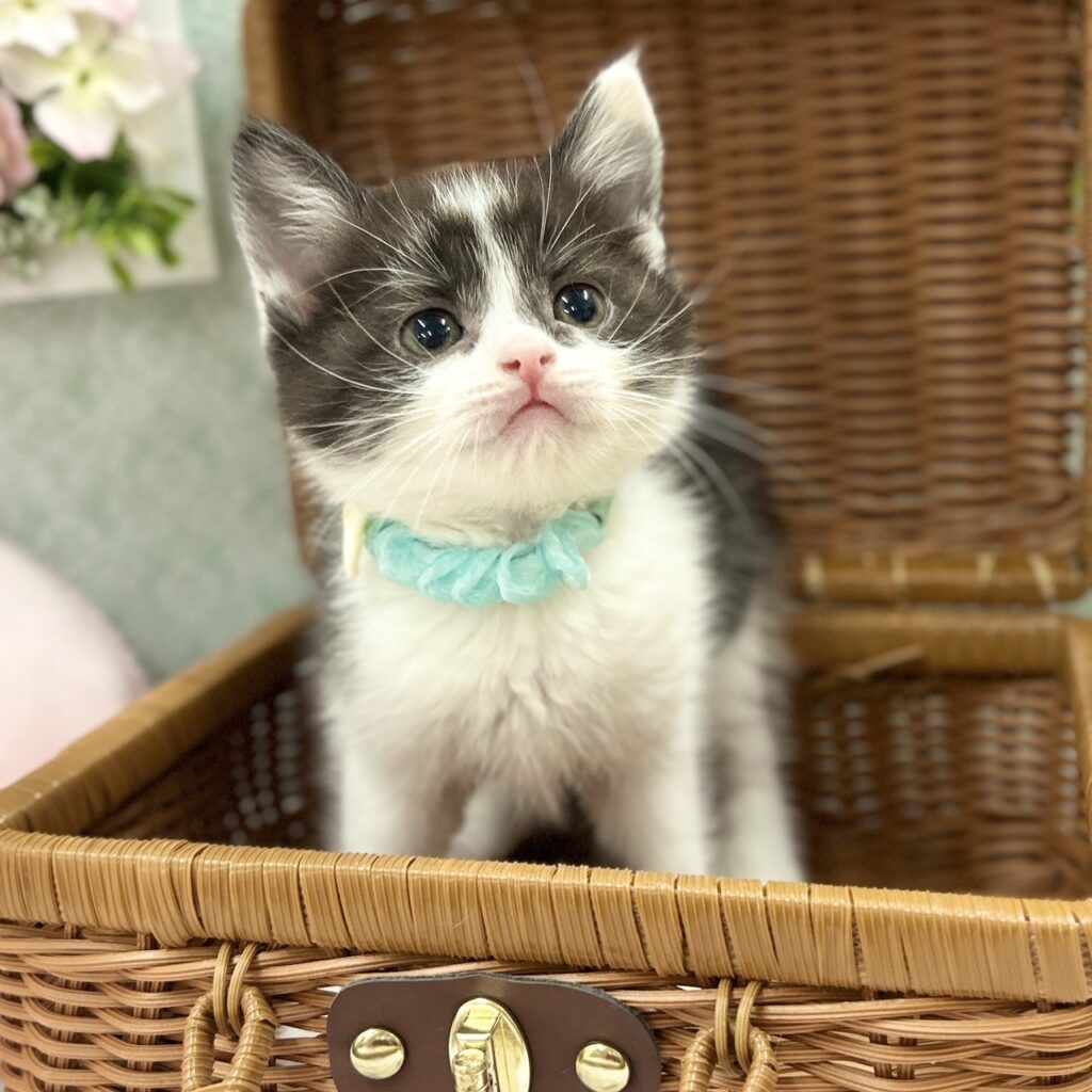 スコティッシュフォールド R7.11月10日生まれ 男の子