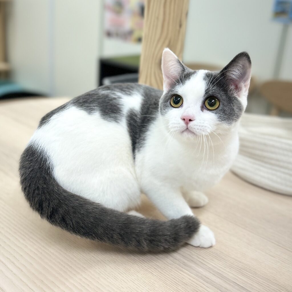 スコティッシュフォールド R7.6月30日生まれ 男の子